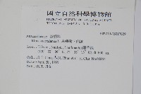 木蠟樹、山漆藏品圖，第2張