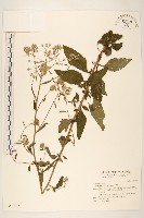 一枝香藏品圖，第1張