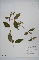 登錄號:S017838藏品圖，第1張