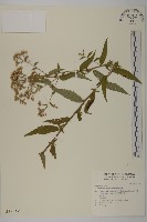 臺灣馬蘭藏品圖，第1張