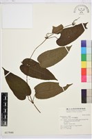 亨利氏鐵線蓮藏品圖，第1張