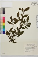 畢祿山鼠李藏品圖，第1張