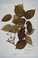 登錄號:S017850藏品圖，第1張