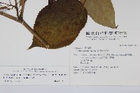 登錄號:S017850藏品圖，第2張