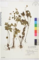 水辣菜、禺毛茛藏品圖，第1張