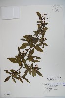 狹葉莢迷藏品圖，第1張