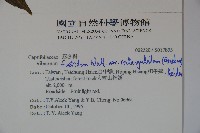 狹葉莢迷藏品圖，第2張