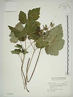 小白頭翁、野棉花藏品圖，第1張