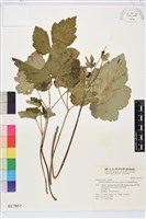 小白頭翁、野棉花藏品圖，第2張