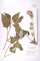 臺灣青木香藏品圖，第1張