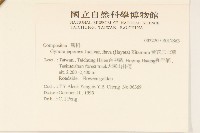 黃花三七草藏品圖，第2張