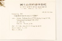 秋鼠麴草藏品圖，第2張