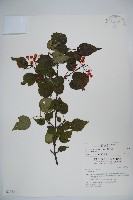 樺葉莢迷、玉山莢迷藏品圖，第1張