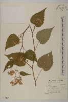 臺灣山白蘭藏品圖，第1張