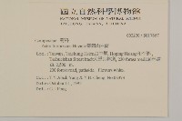 臺灣山白蘭藏品圖，第2張