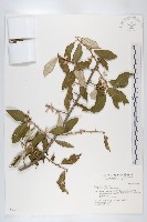 藤胡頹子藏品圖，第1張