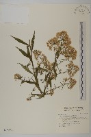 臺灣馬蘭藏品圖，第1張