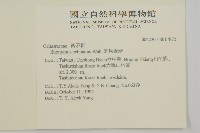 刺果衛矛藏品圖，第2張