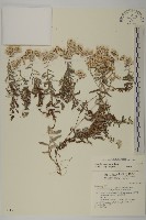 玉山抱莖籟簫藏品圖，第1張