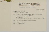 狗筋蔓藏品圖，第2張