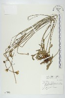 貓兒菊藏品圖，第1張