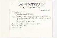 貓兒菊藏品圖，第2張