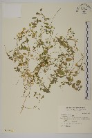 繁縷藏品圖，第1張