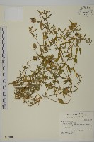 狗筋蔓藏品圖，第1張