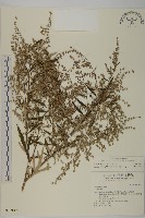 登錄號:S017889藏品圖，第1張