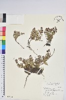 高山白珠樹藏品圖，第1張