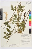 台灣升麻藏品圖，第2張