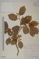 光果南蛇藤藏品圖，第1張