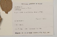 光果南蛇藤藏品圖，第2張