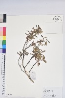 光果南蛇藤藏品圖，第3張