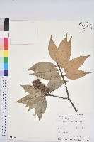 細刺苦櫧、草野錐果藏品圖，第1張