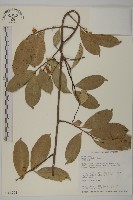 南華南蛇藤，青江藤藏品圖，第1張