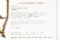 桃葉珊瑚藏品圖，第2張