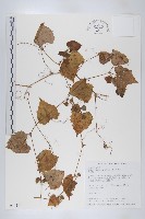 馬交兒藏品圖，第1張