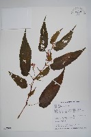 臺灣秋海棠藏品圖，第1張