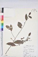 土密樹藏品圖，第1張