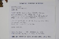 刻脈冬青藏品圖，第2張