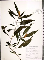 角桐草、台灣半蒴苣苔藏品圖，第1張