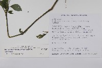 臺灣馬藍藏品圖，第2張