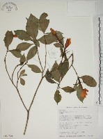 山黃梔藏品圖，第1張