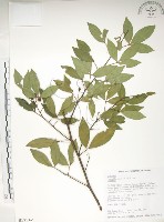 飛龍掌血藏品圖，第1張