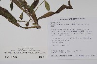 盾果草藏品圖，第2張