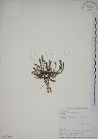 黃斑龍膽藏品圖，第1張