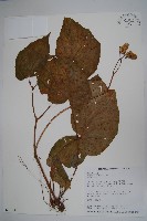 溪頭秋海棠藏品圖，第1張