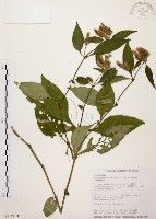 臺灣鱗球花藏品圖，第1張