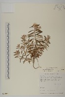 玉山抱莖籟簫藏品圖，第1張